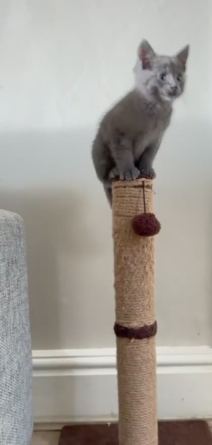 Mixed Breed cats for sale: Half Russian Blue Kittens  - Video 1