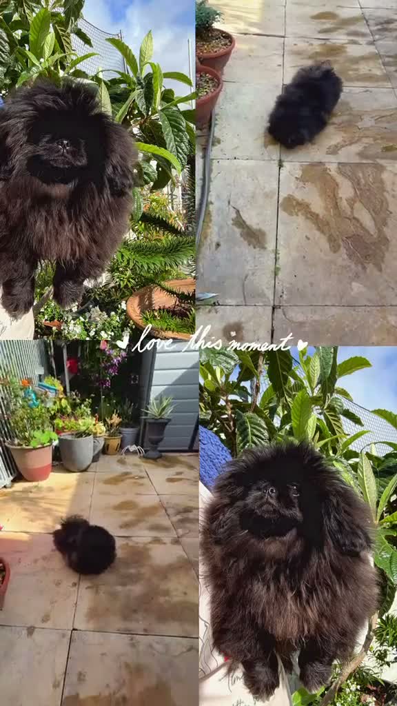 Pekingese dogs for sale: ♥️ ‘PRETTYPEKE’S’ ♥️ FEMALE ONLY♥️ - Video 1