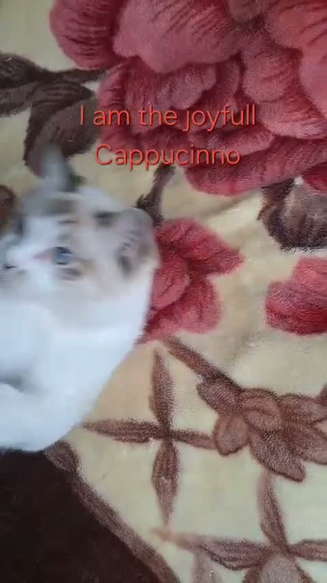 Ragdoll cats for sale: Tica registered exceptional  Ragdolls  - Video 2