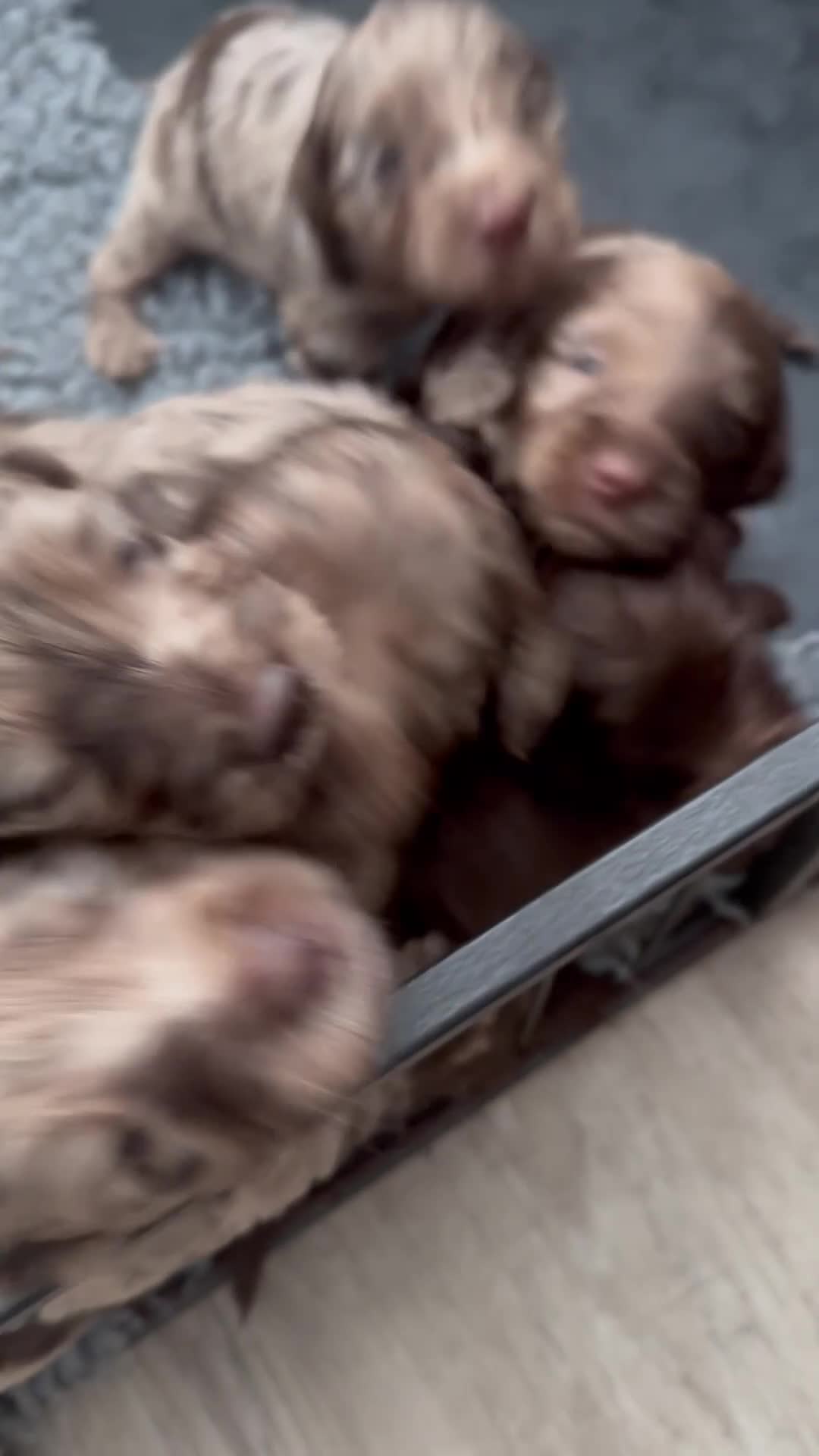 Cockapoo dogs for sale: DNA Tested F1 Rare Merle Cockapoos, Ready 20th Feb - Video 1
