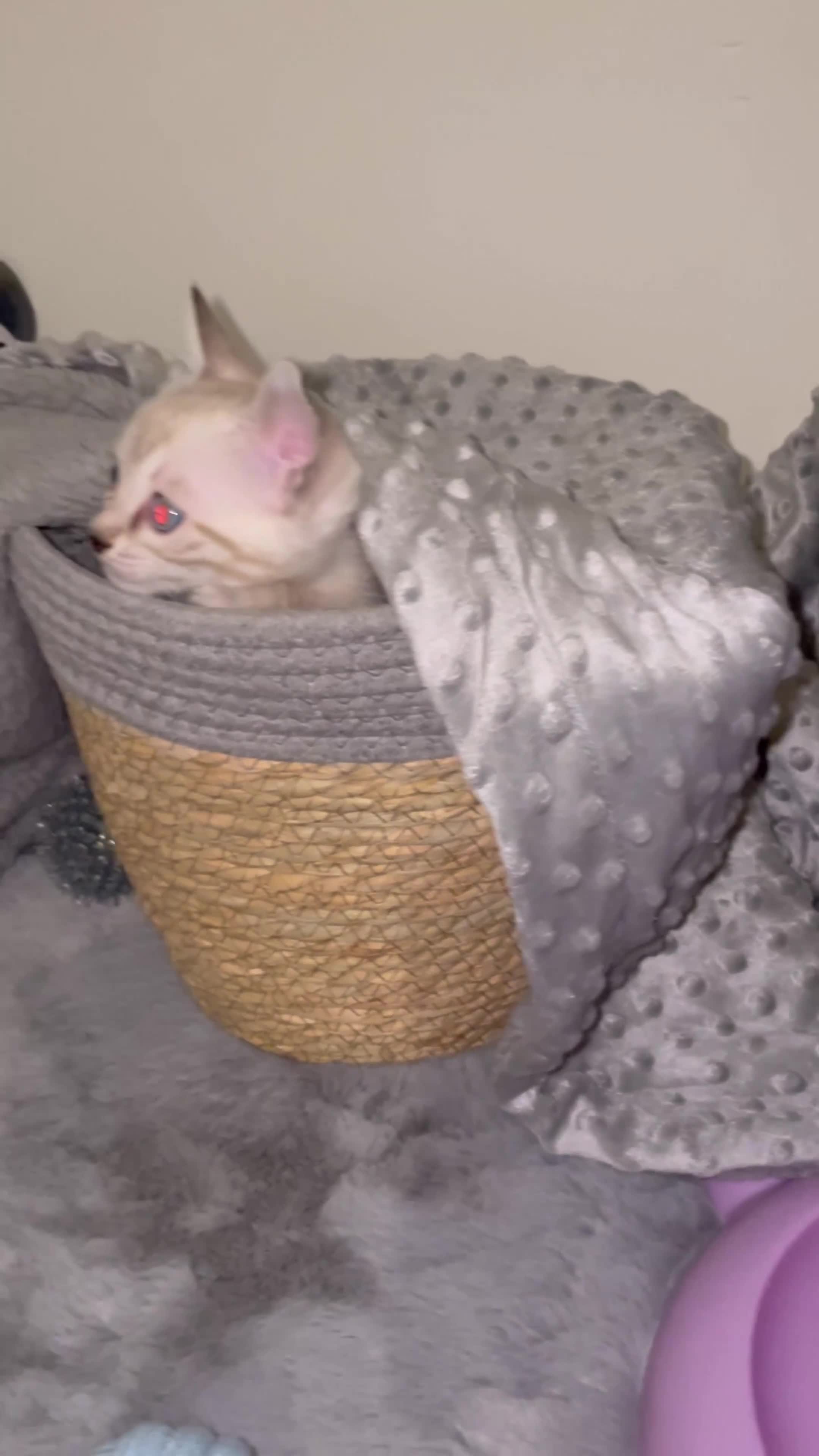 Bengal cats for sale: 🏆🎉New Pedigree Tica Mini Leopards Ready Soon🎉🏆 - Video 3