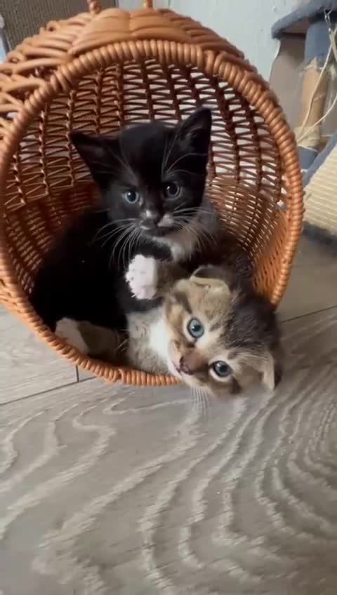 Scottish Fold cats for sale: 3 Beautiful Scottish Fold/straight kittens  - Video 1