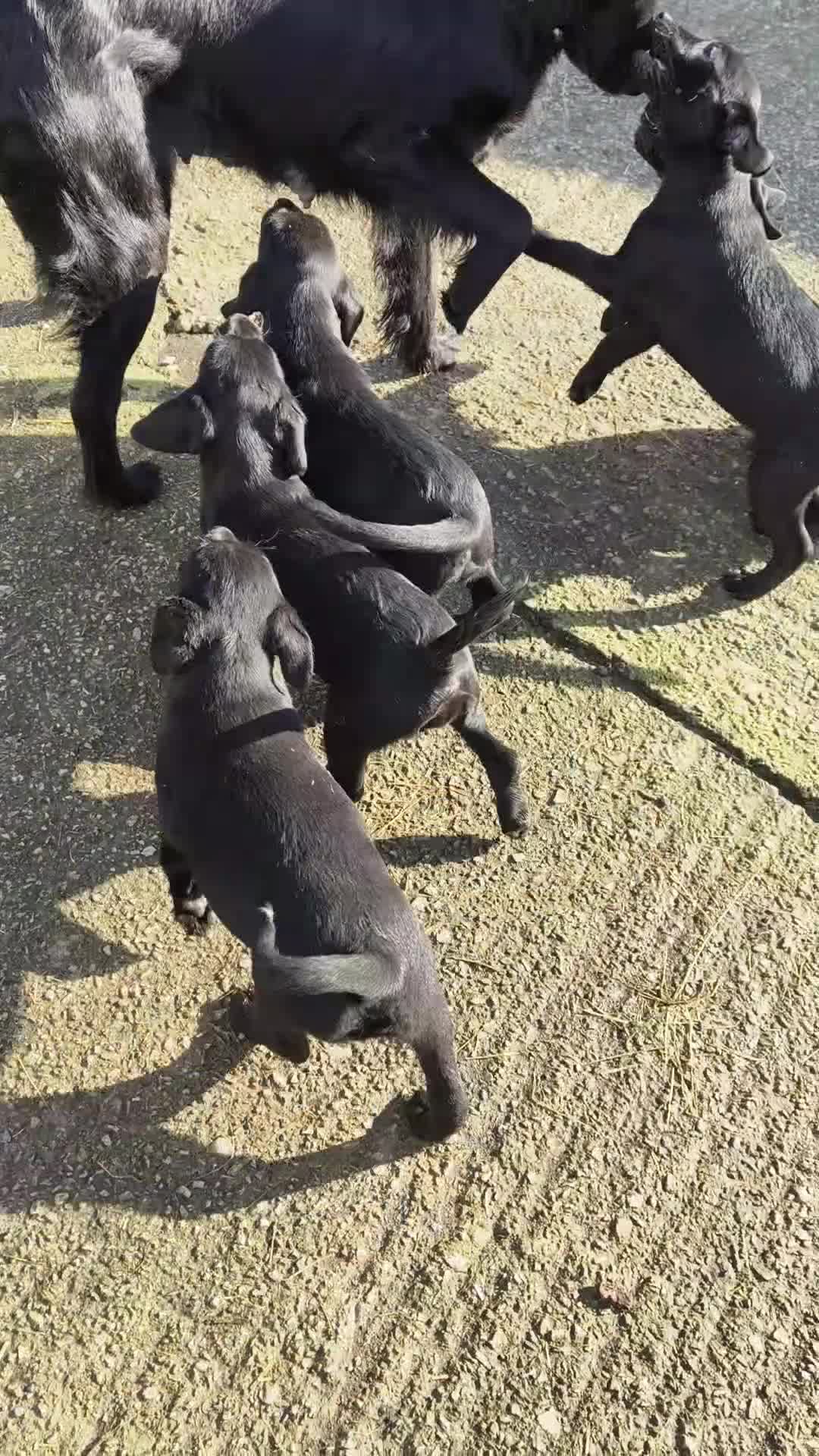 Mixed Breed dogs for sale: Flat Jack pups in Oswestry - Video 1