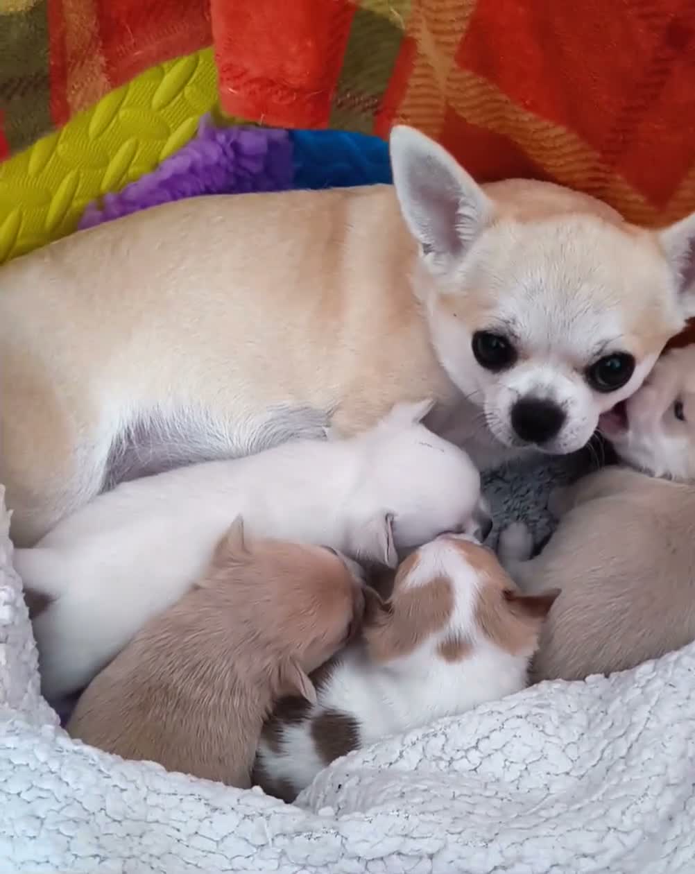 Chihuahua dogs for sale: KC reg , apple head short haired Chihuahuas - Video 1