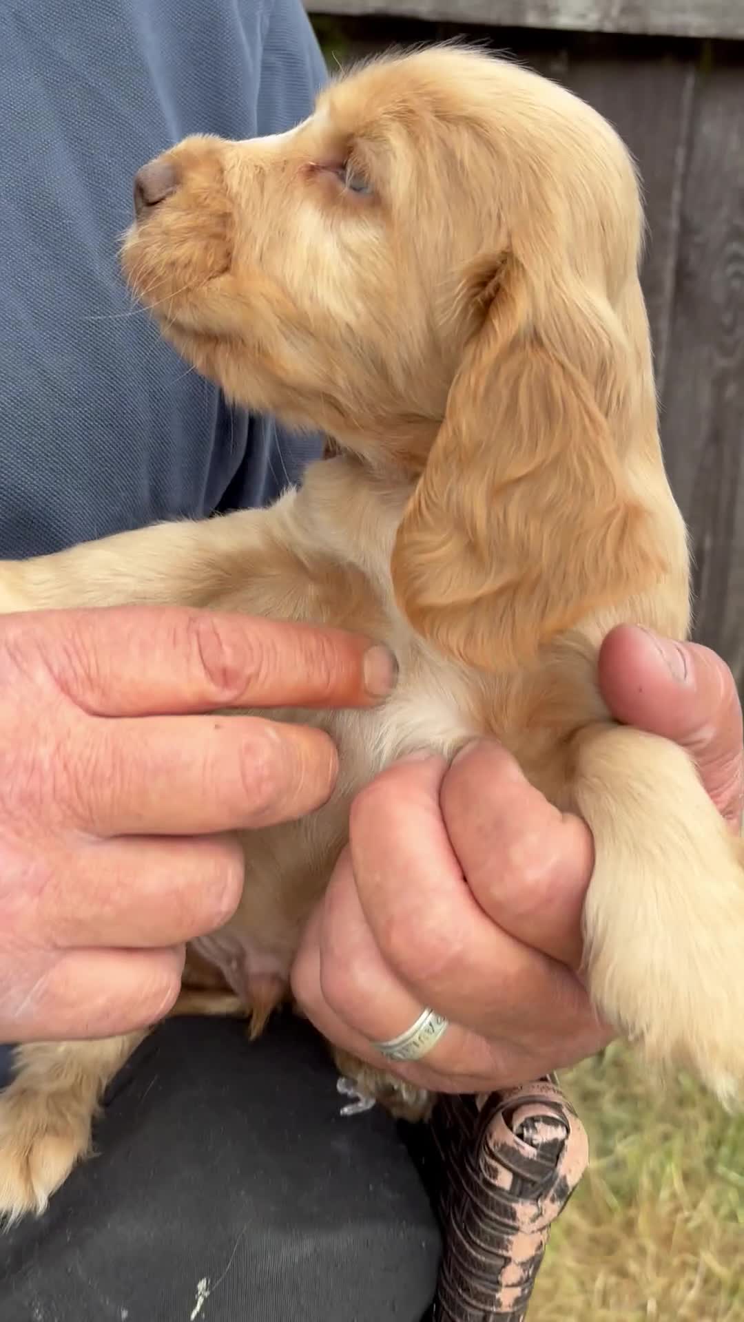 Cocker Spaniel dogs for sale: Show cocker spaniels in Doncaster - Video 2
