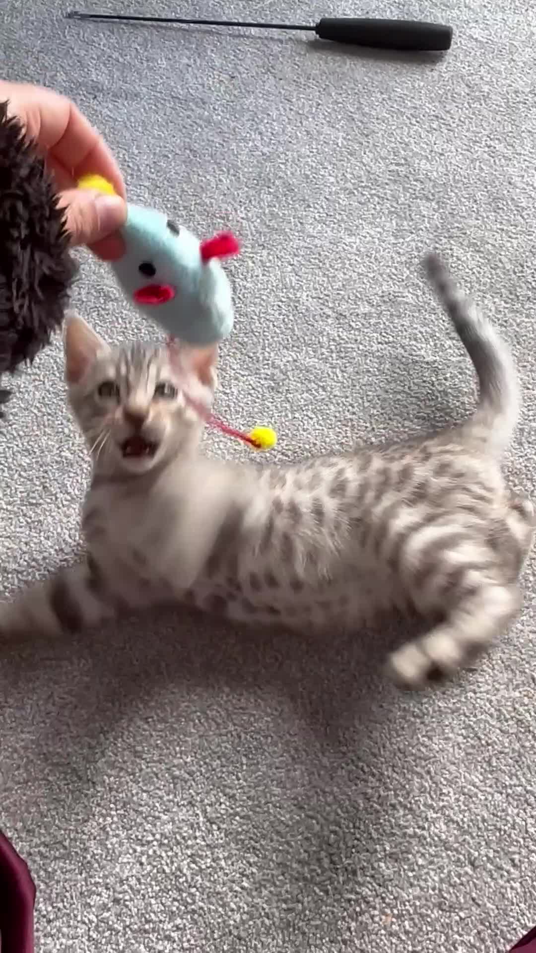 Bengal cats for sale: Loving Home Wanted for Male Bengal – Theo  - Video 3