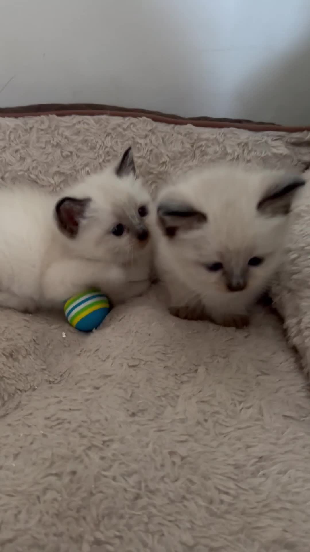 Siamese cats for sale: 4 Beautiful female siamese kittens available - Video 3