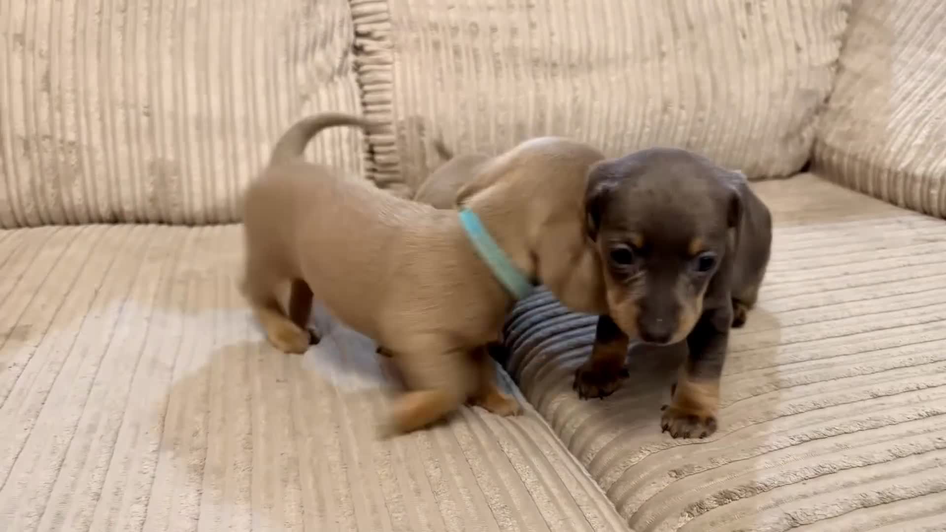 Miniature Dachshund dogs for sale: Adorable Miniature Dachshund Puppies - Video 1