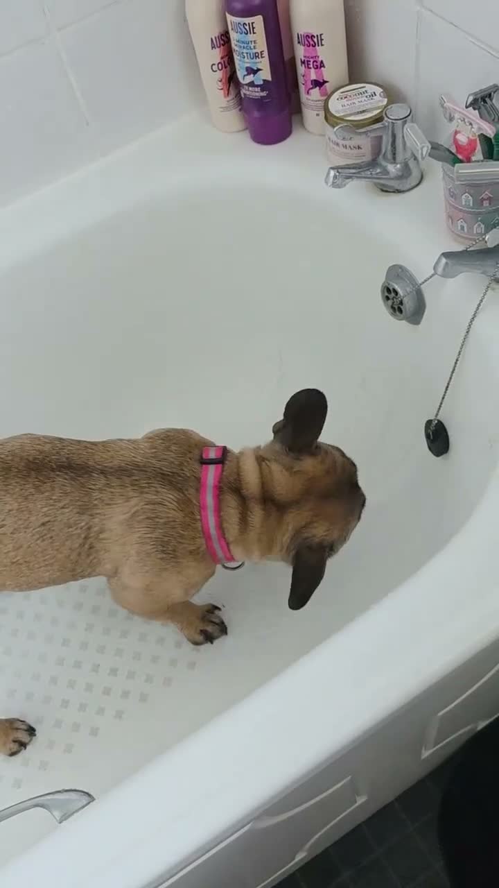 French Bulldog dogs for sale: Lovely French bulldog girl 2 years in January  - Video 1