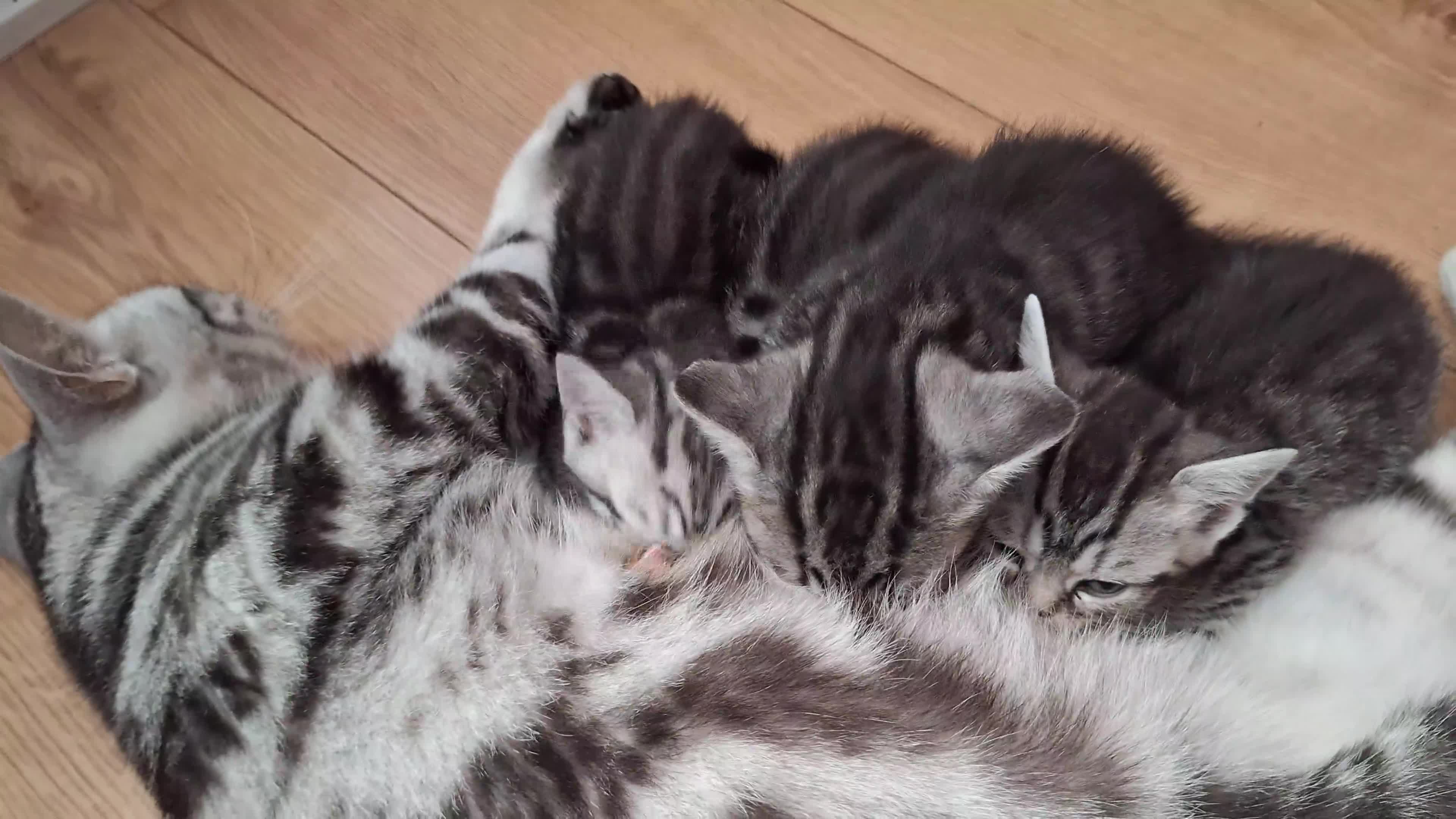 British Shorthair cats for sale: 3 kittens for salw - Video 1