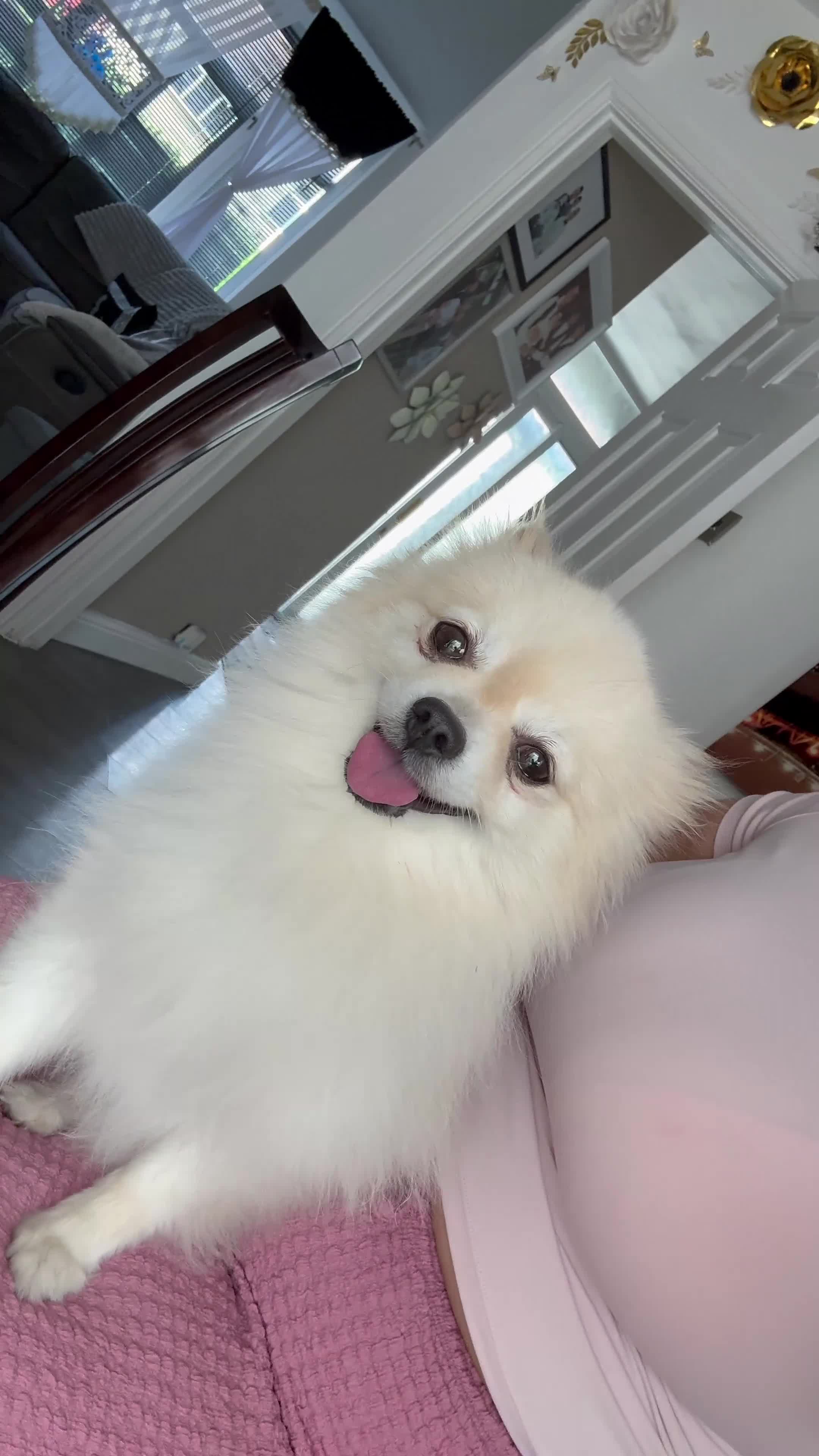 Pomeranian dogs for stud:     Stunning Cream Male Pomeranian – 1.5 Years Old in Wolverhampton - Video 1