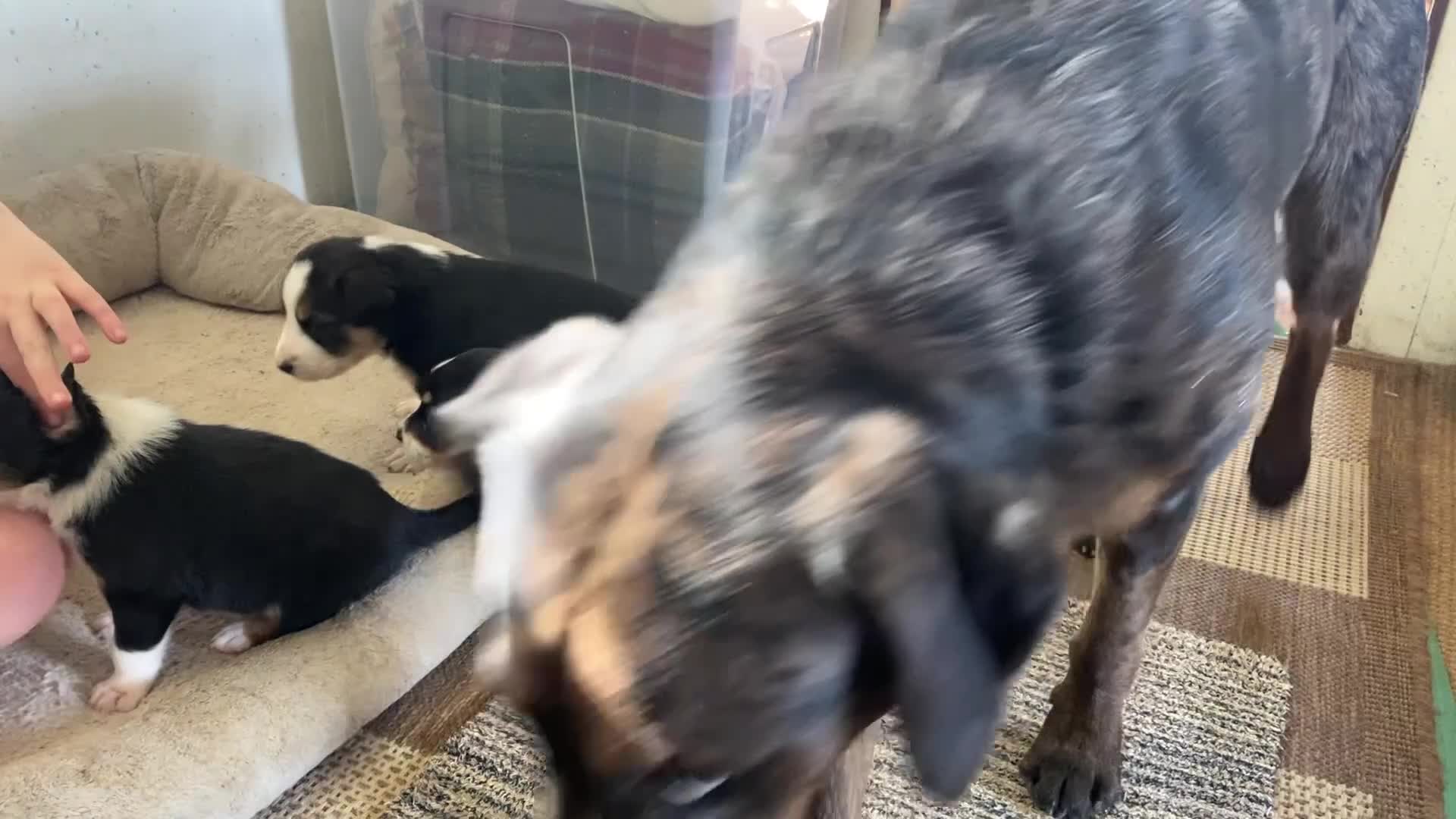 Borador dogs for sale: Borador pups with a bit of kelpie too! - Video 2