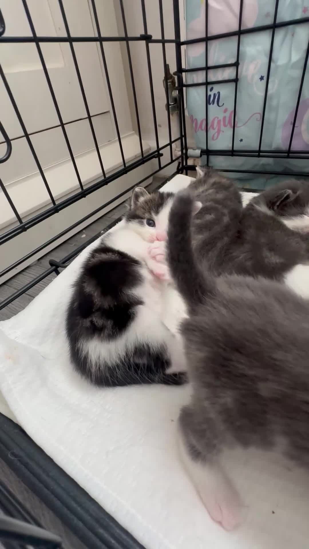 British Longhair cats for sale: Male kittens 💙 - Video 1