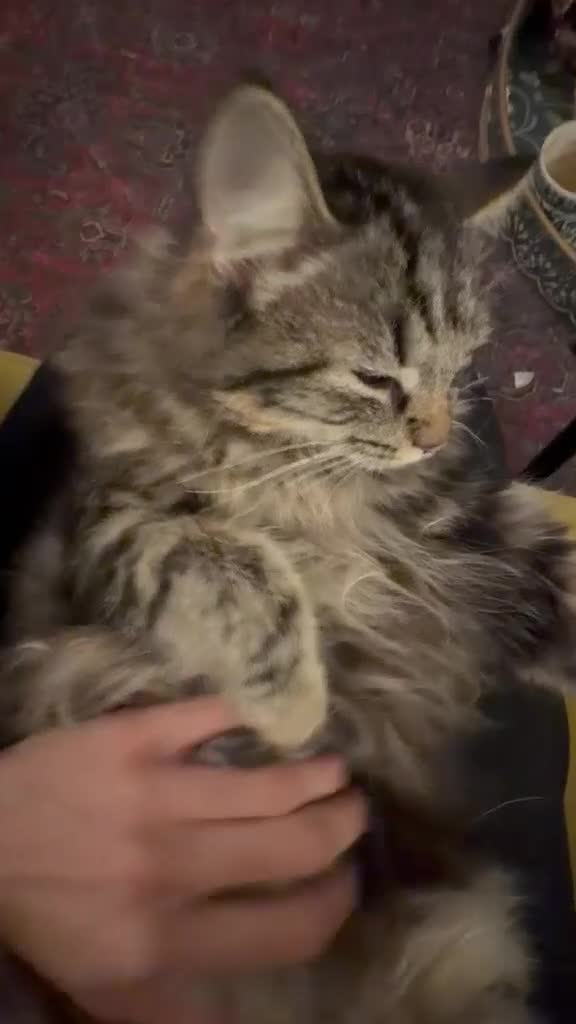 Mixed Breed cats for sale: Litter of 5 ragdoll tabby mixes  - Video 2