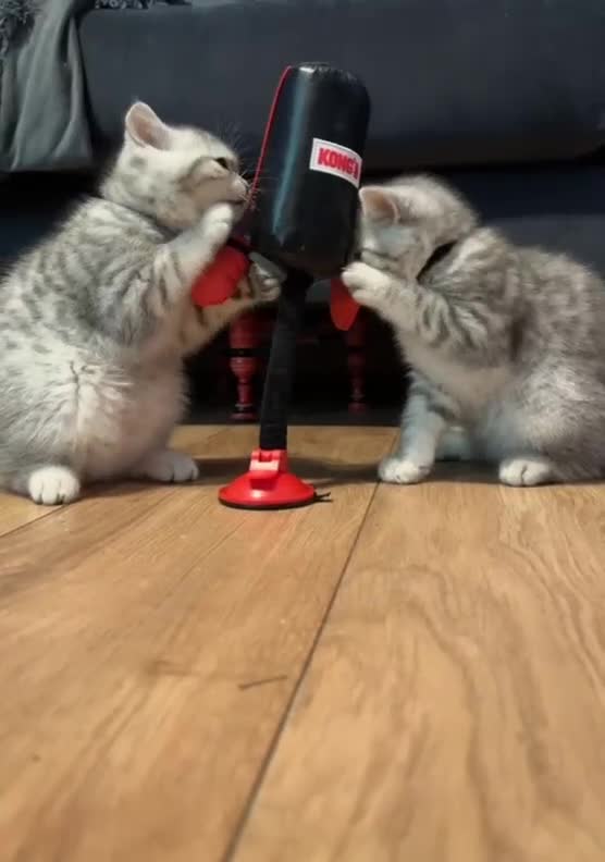 British Shorthair cats for sale: *Ready to leave 2 weeks* GCCF BSH silver tipped  - Video 1