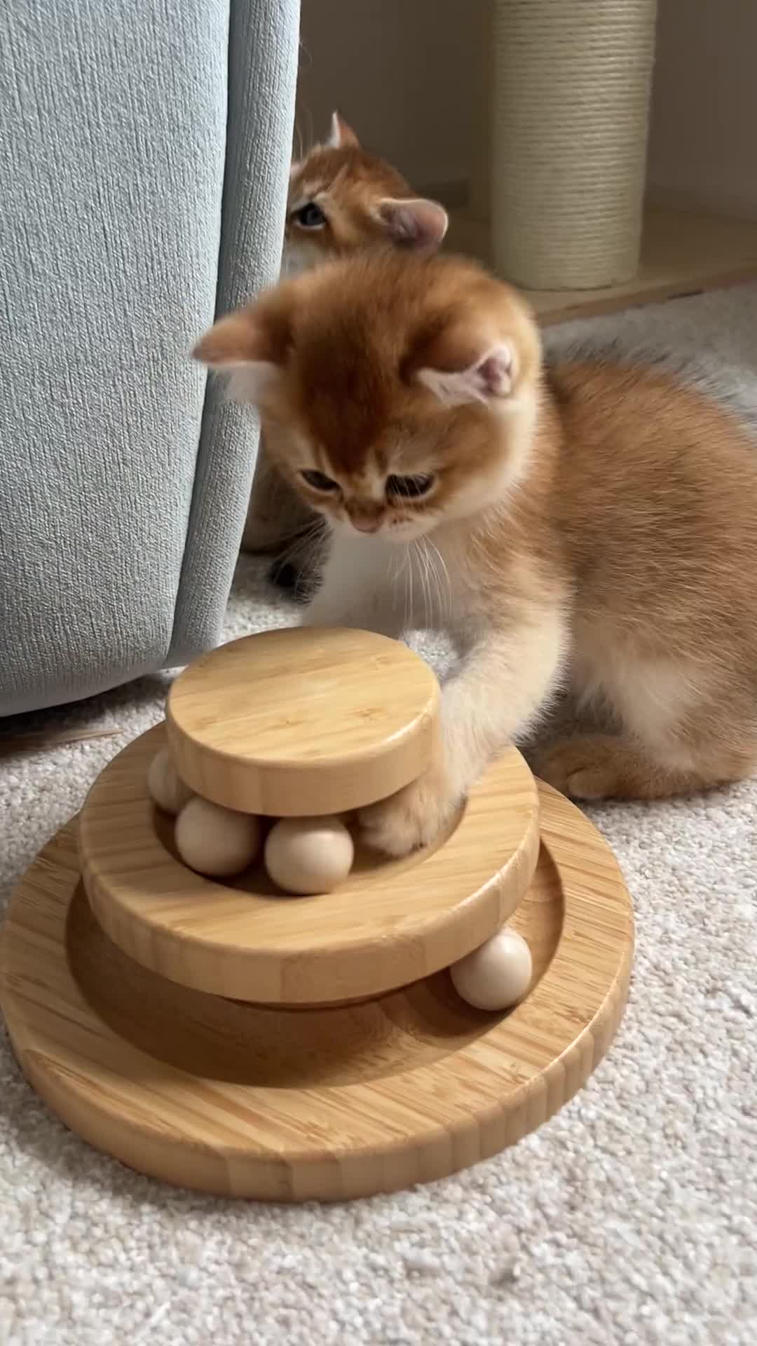 British Shorthair cats for sale: Ready now gorgeus Golden British SH male kitten - Video 1