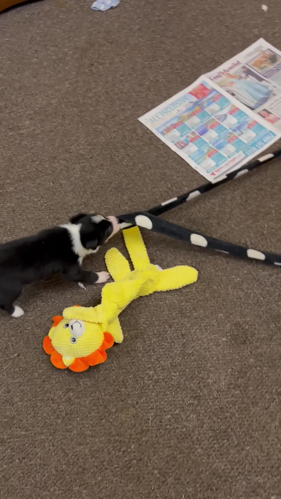 Border Collie dogs for sale: 3 lovely pups for sale - Video 1