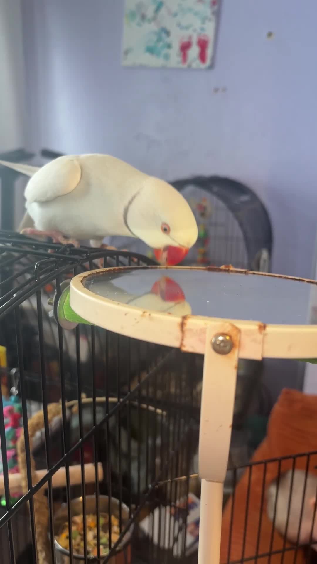 Ringnecks birds for sale: Indian ring neck parot  - Video 1