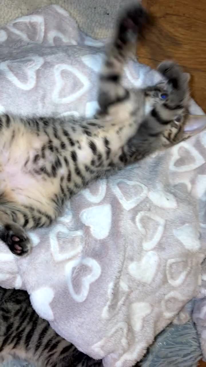 Mixed Breed cats for sale: Stunning male kitten  - Video 4