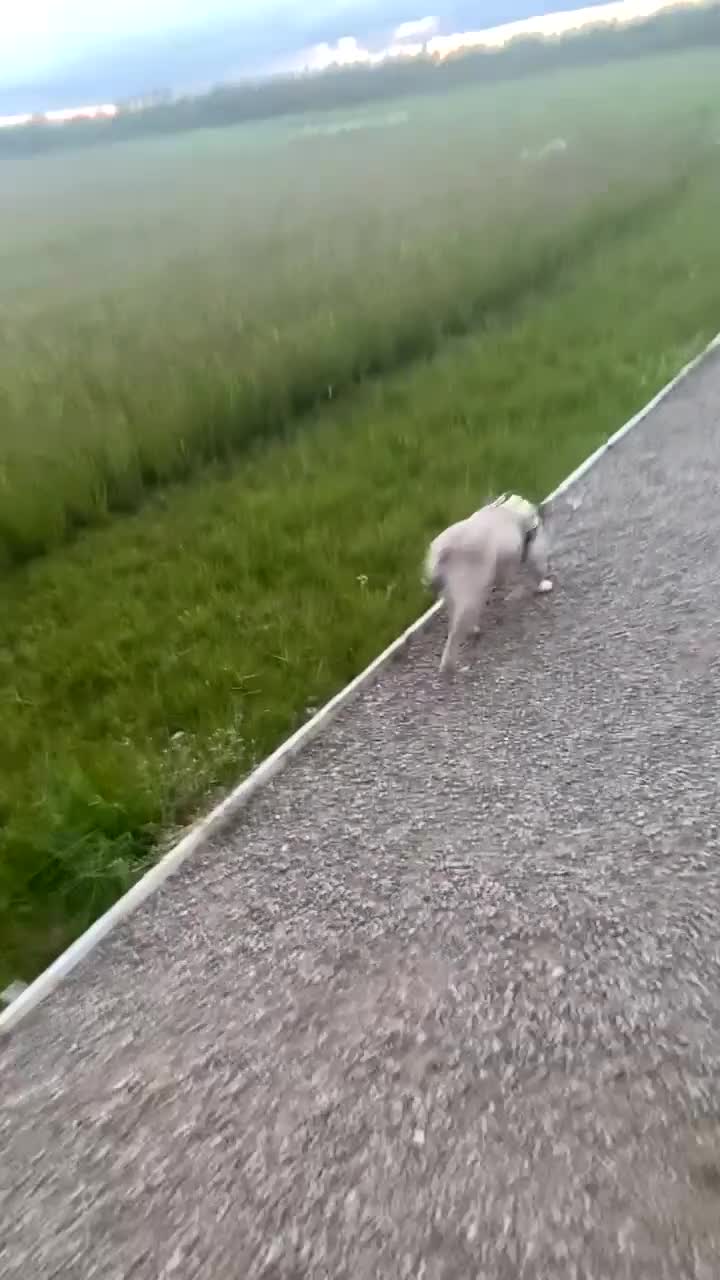 French Bulldog dogs for sale:  female frenchie  - Video 4