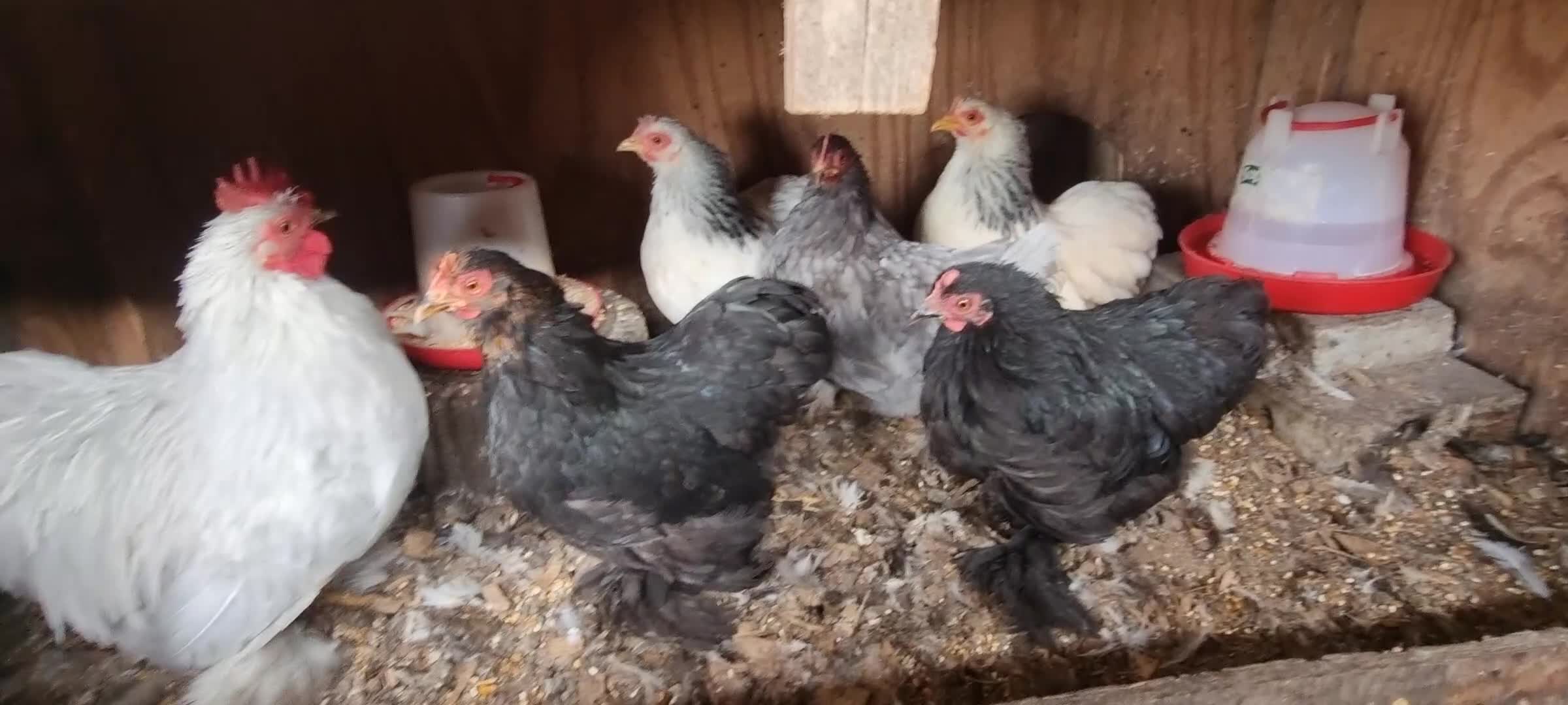 Chickens poultry for sale: Pekin hens and a cockerel - Video 1