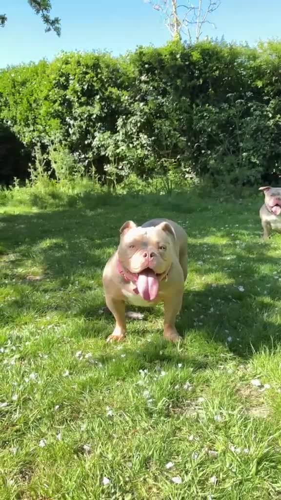 American Bully dogs for sale: American Bully Girl Looking For Loving Home - Video 1