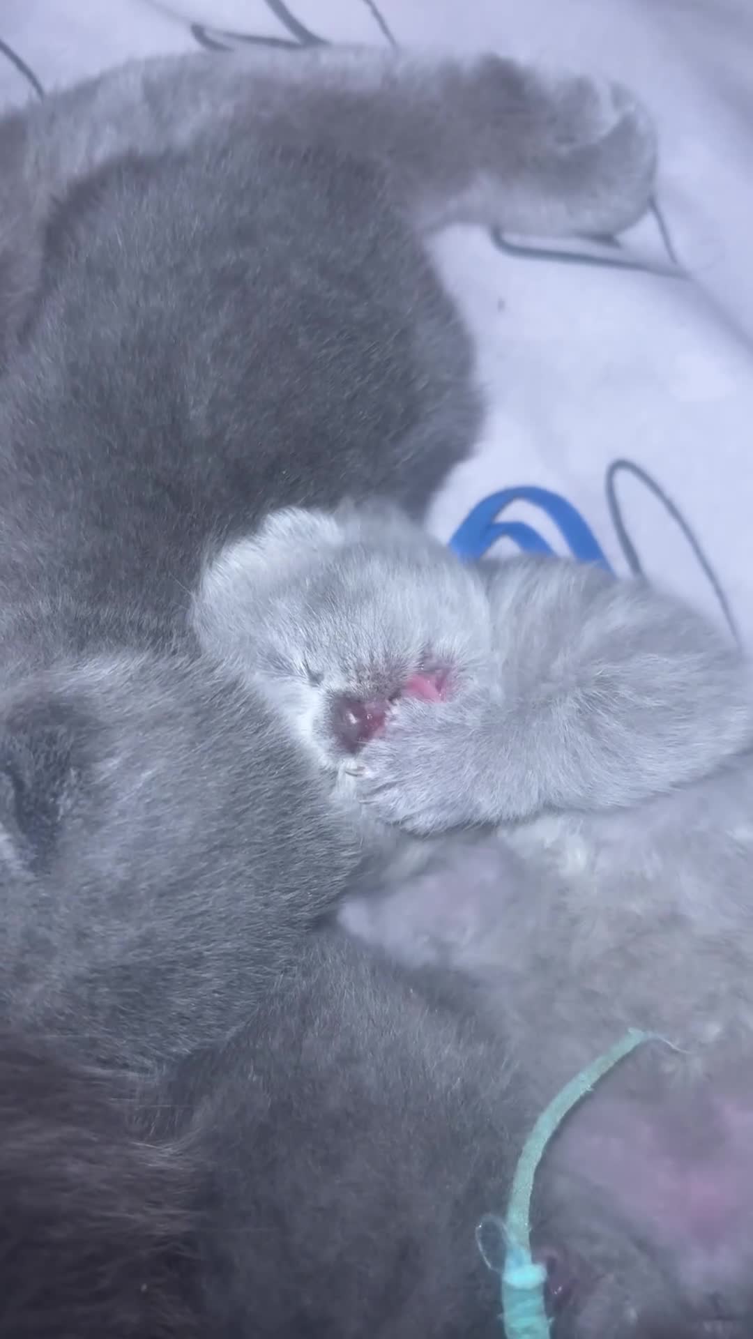 British Shorthair cats for sale: 🏆LAST MALE🏆 Pedigree Registered BSH Kittens - Video 1