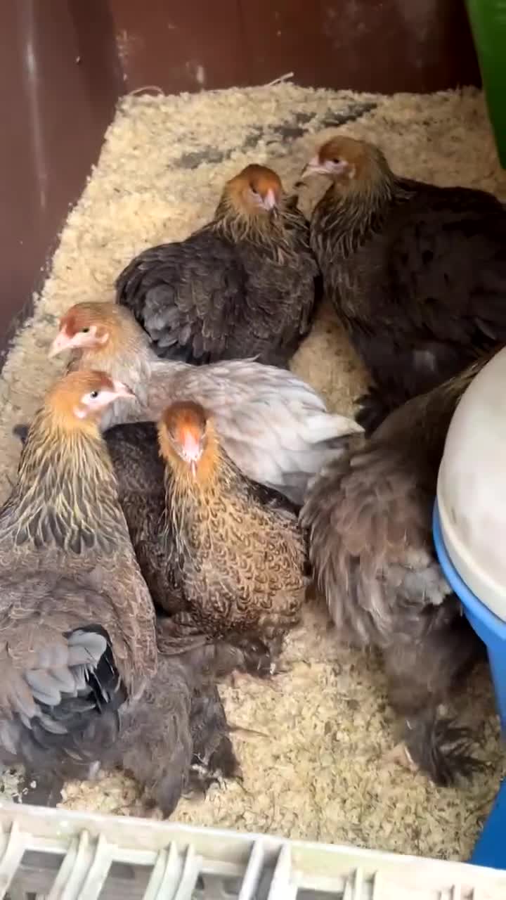 Chickens poultry for sale: Brahma hens 17 weeks old  - Video 1
