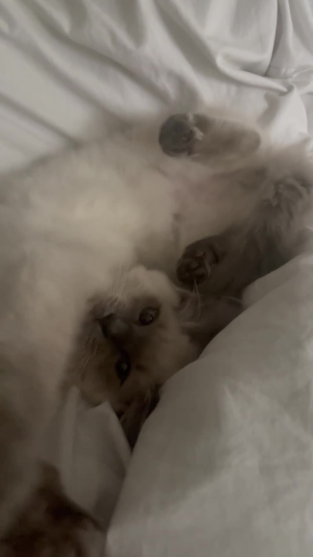 Ragdoll cats for sale: 🐾 Ragdoll Kittens Ready for Their Forever Homes  - Video 1