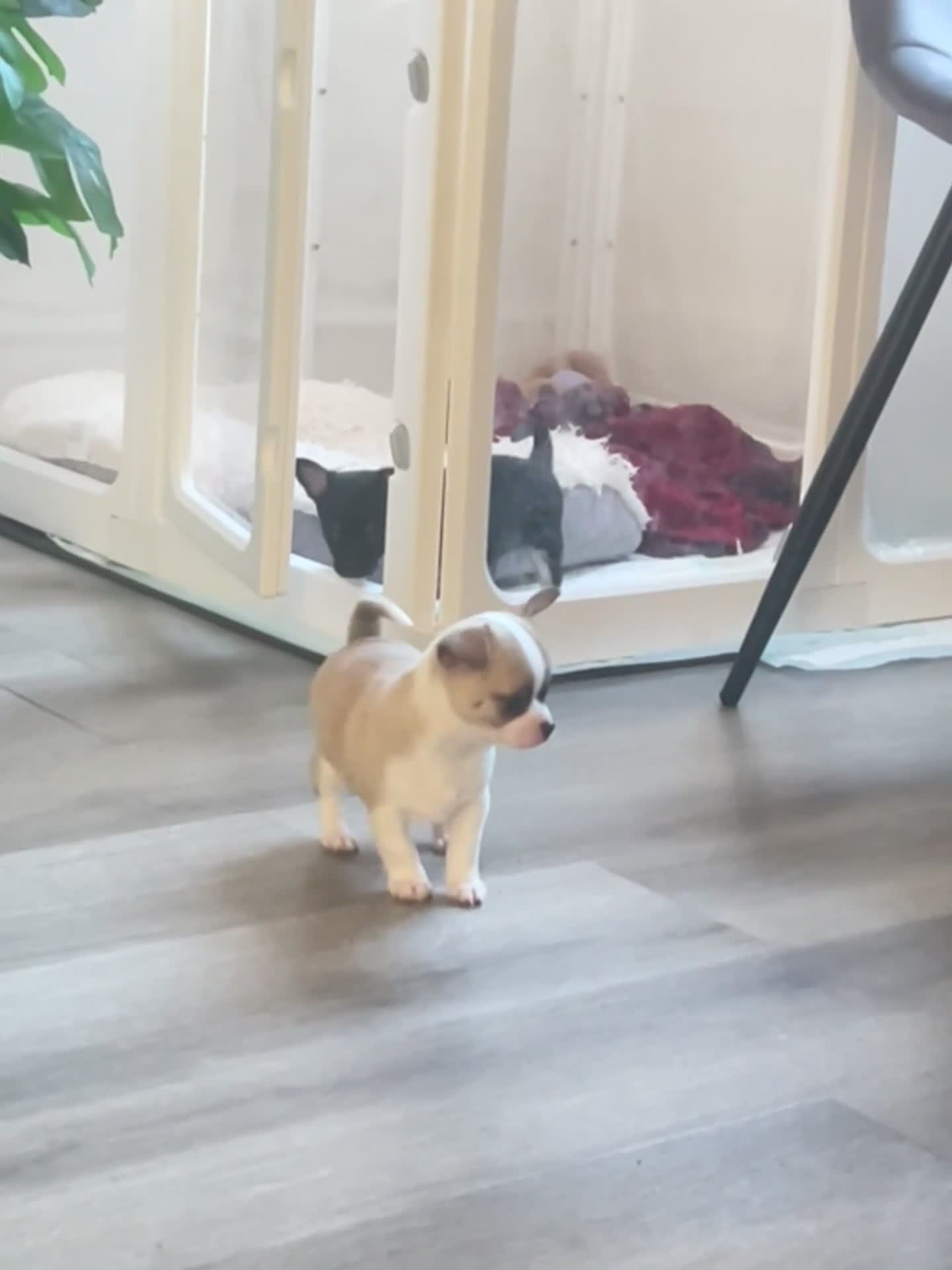 Chihuahua dogs for sale: Chihuahua puppies for sale 🐶💙 - Video 1