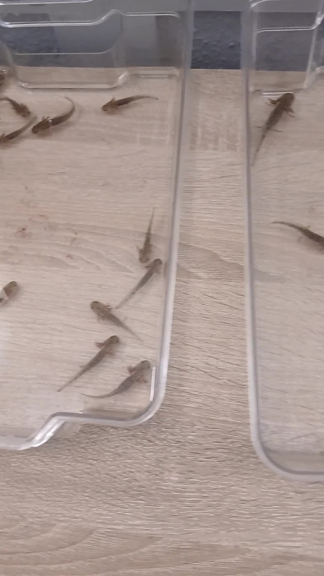 Axolotl reptiles for sale: Axolotl - Video 2