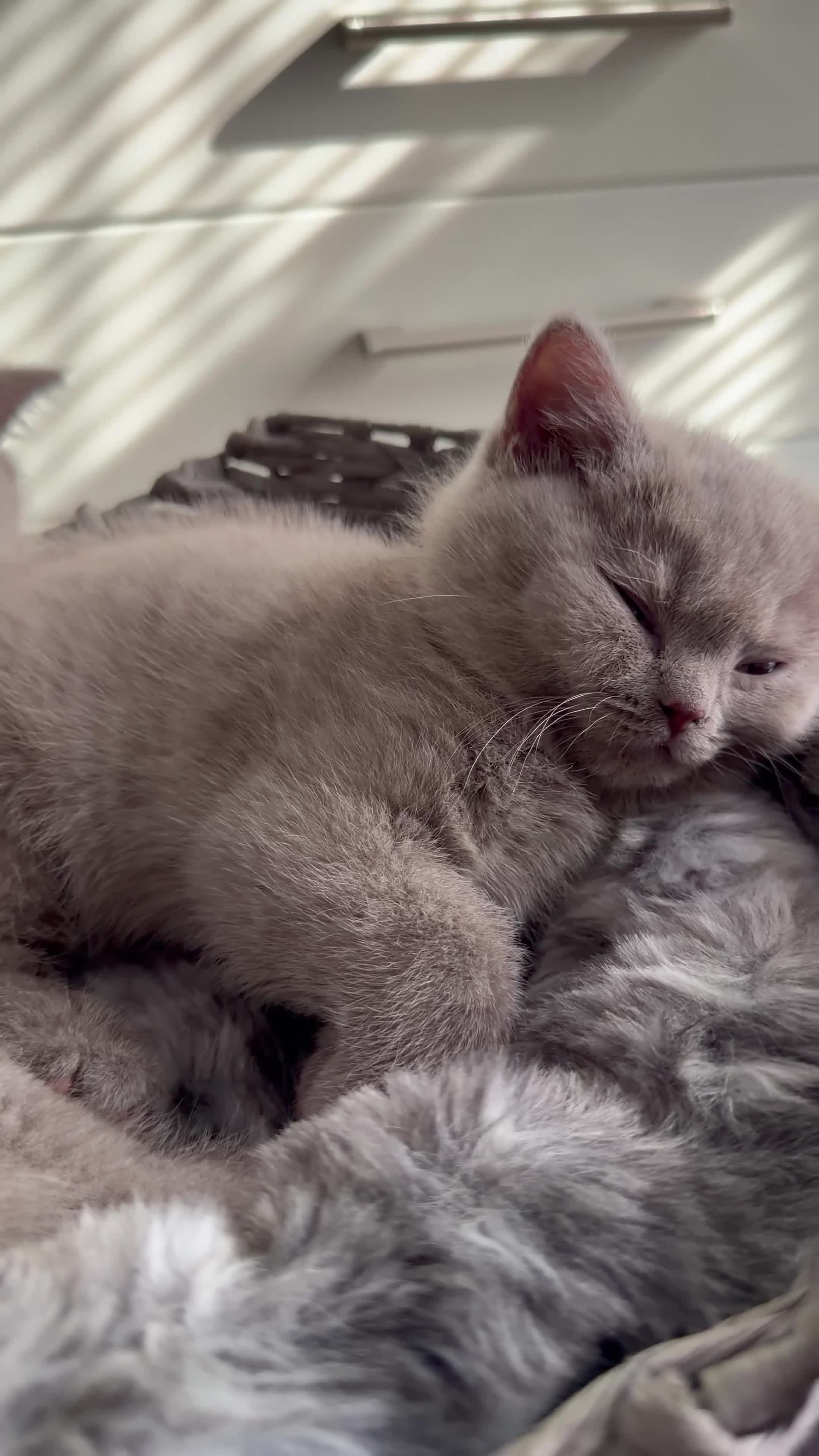 British Shorthair cats for sale: Lilac BSH kittens  - Video 4