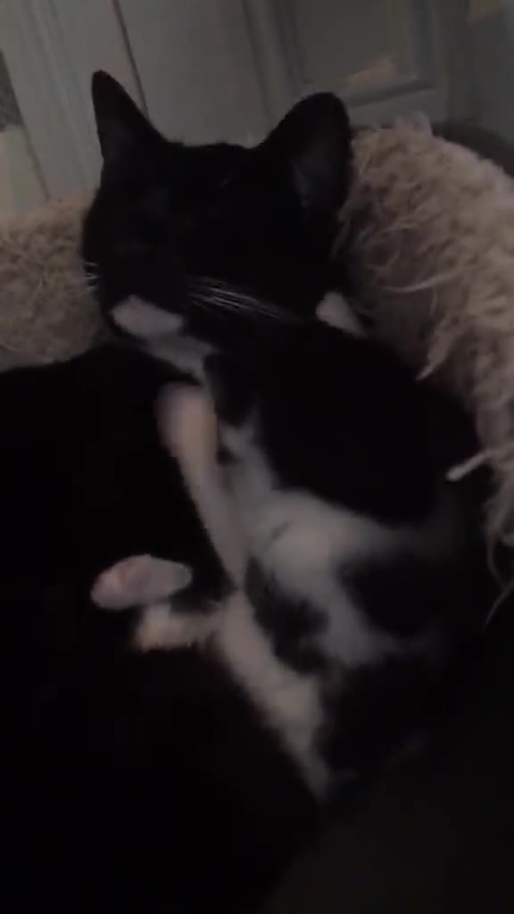 American Shorthair cats for sale: Phoebe's Final Litter Raised with Prayer & Purpose - Video 5