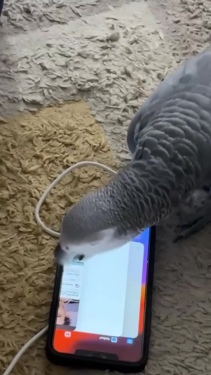 Budgerigars birds for sale: Accrington  - Video 3