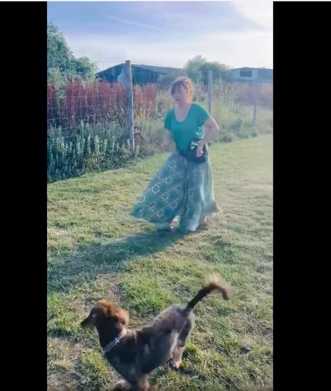 Mixed Breed dogs for adoption: 🐾🐾💝 💝DOUGAL🐾🐾💝 💝 THE CONFIDENT HAPPY CHAP - Video 3