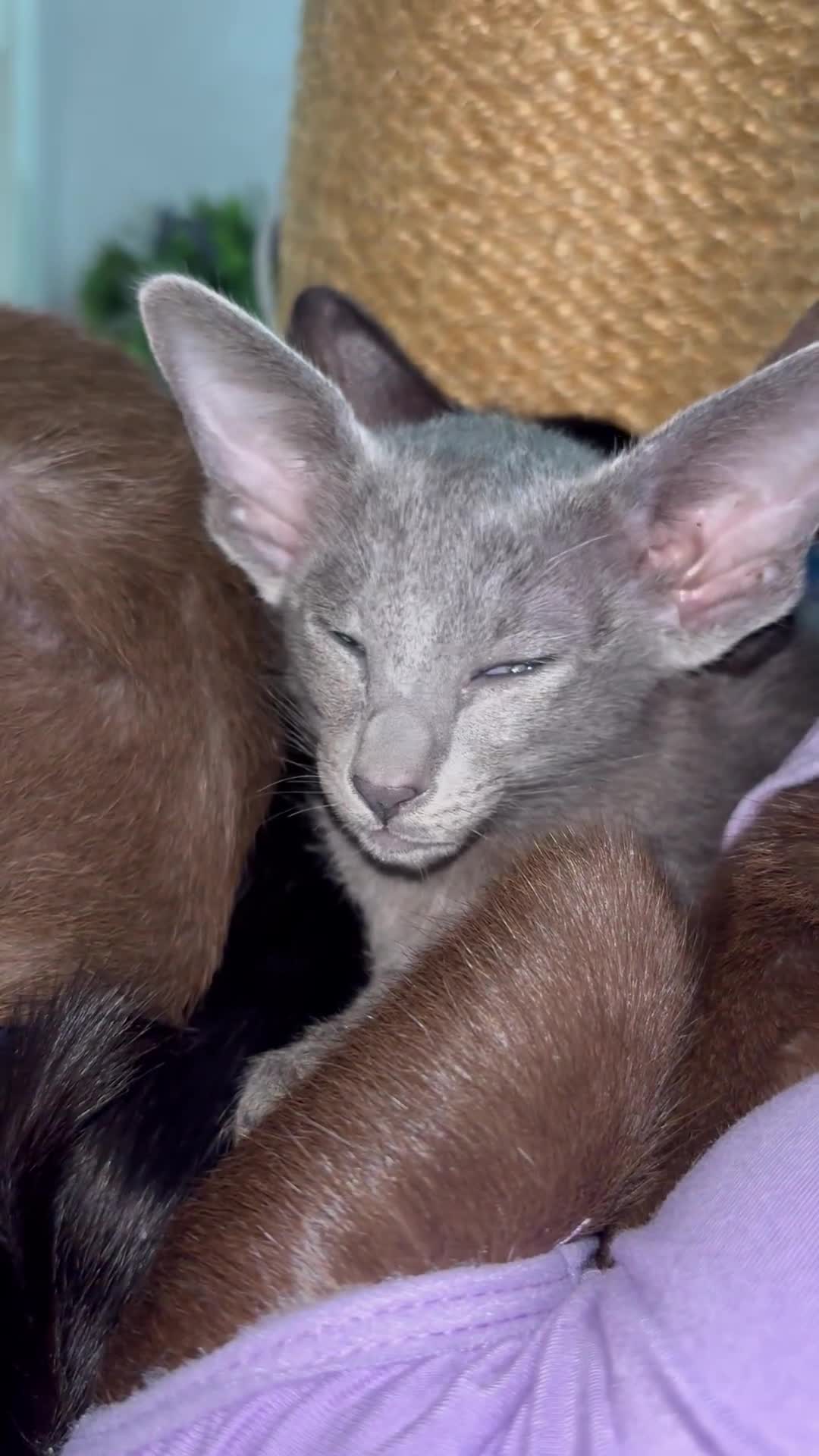 Oriental cats for sale: AMAZING ORIENTALS - Video 1