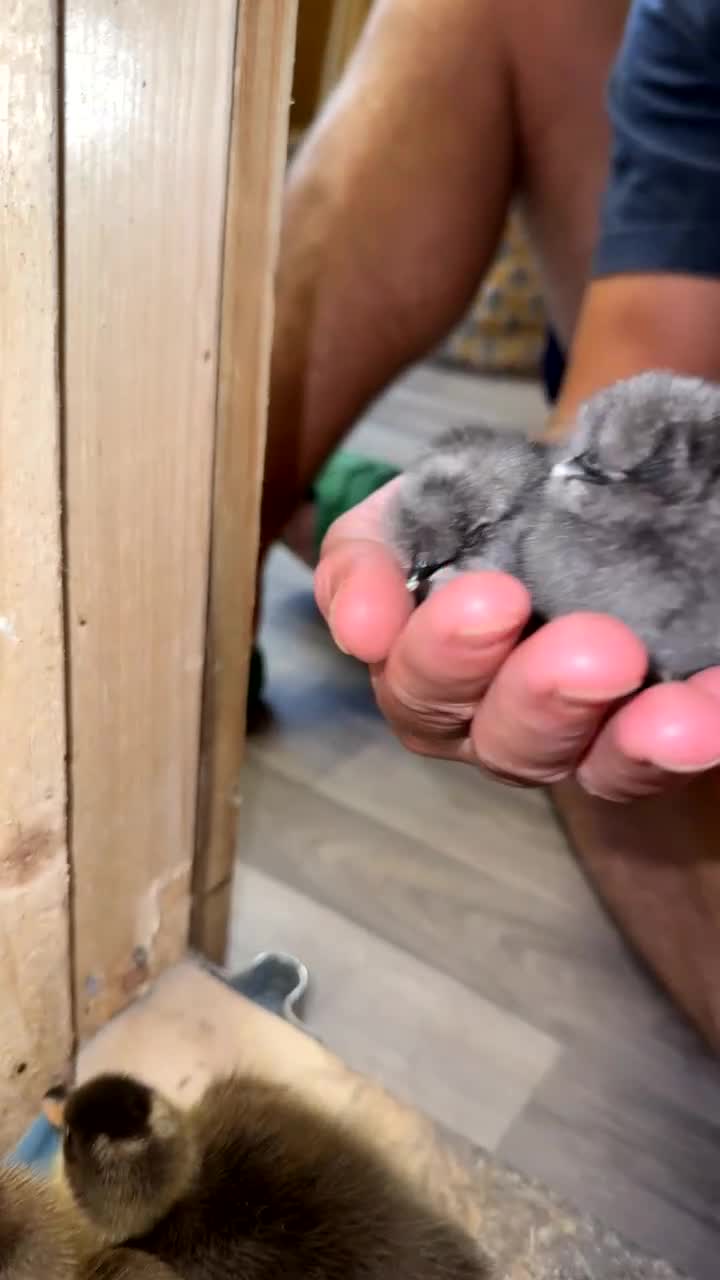 Ducks poultry for sale: Indian Runner Ducklings & Silkie Chics - Video 3