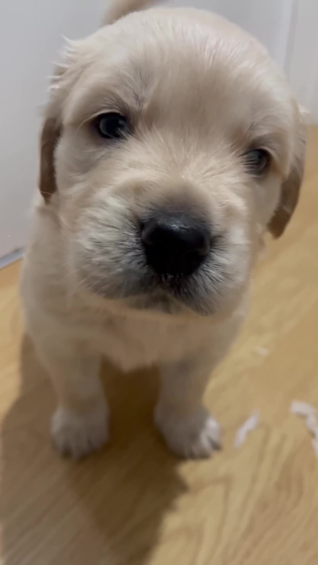 Golden Retriever dogs for sale: Beautiful KC Golden Retriever Babies  - Video 1