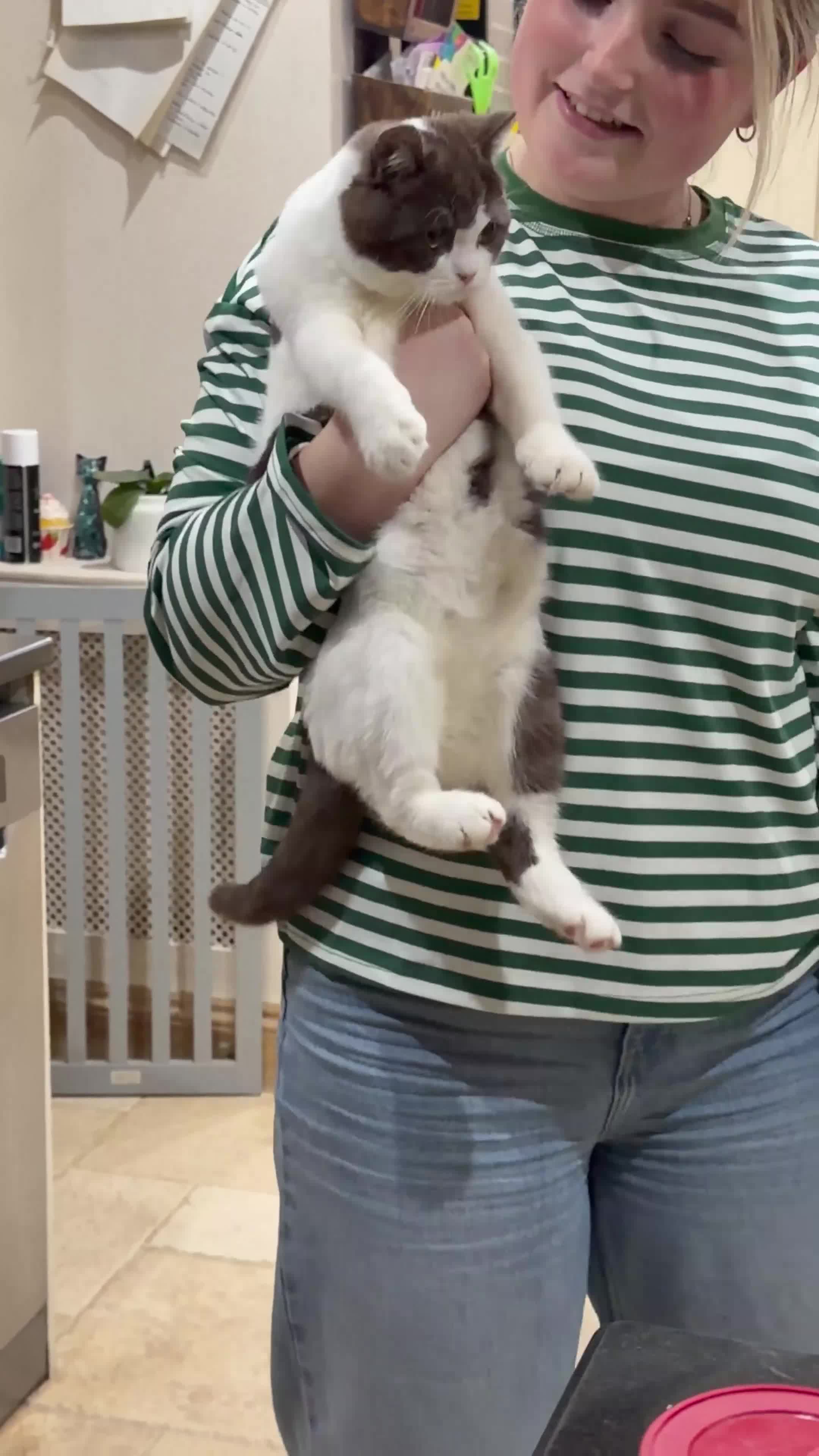 British Shorthair cats for sale: READY NOW - REGISTERED FULL PEDIGREE BSH - Video 3