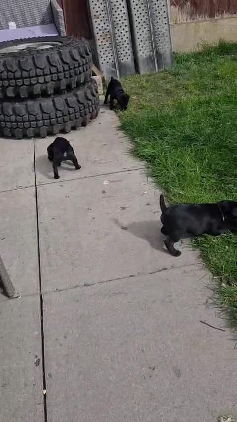 Patterdale Terrier dogs for sale: Patterdale Terrier Puppies  in Derby - Video 2