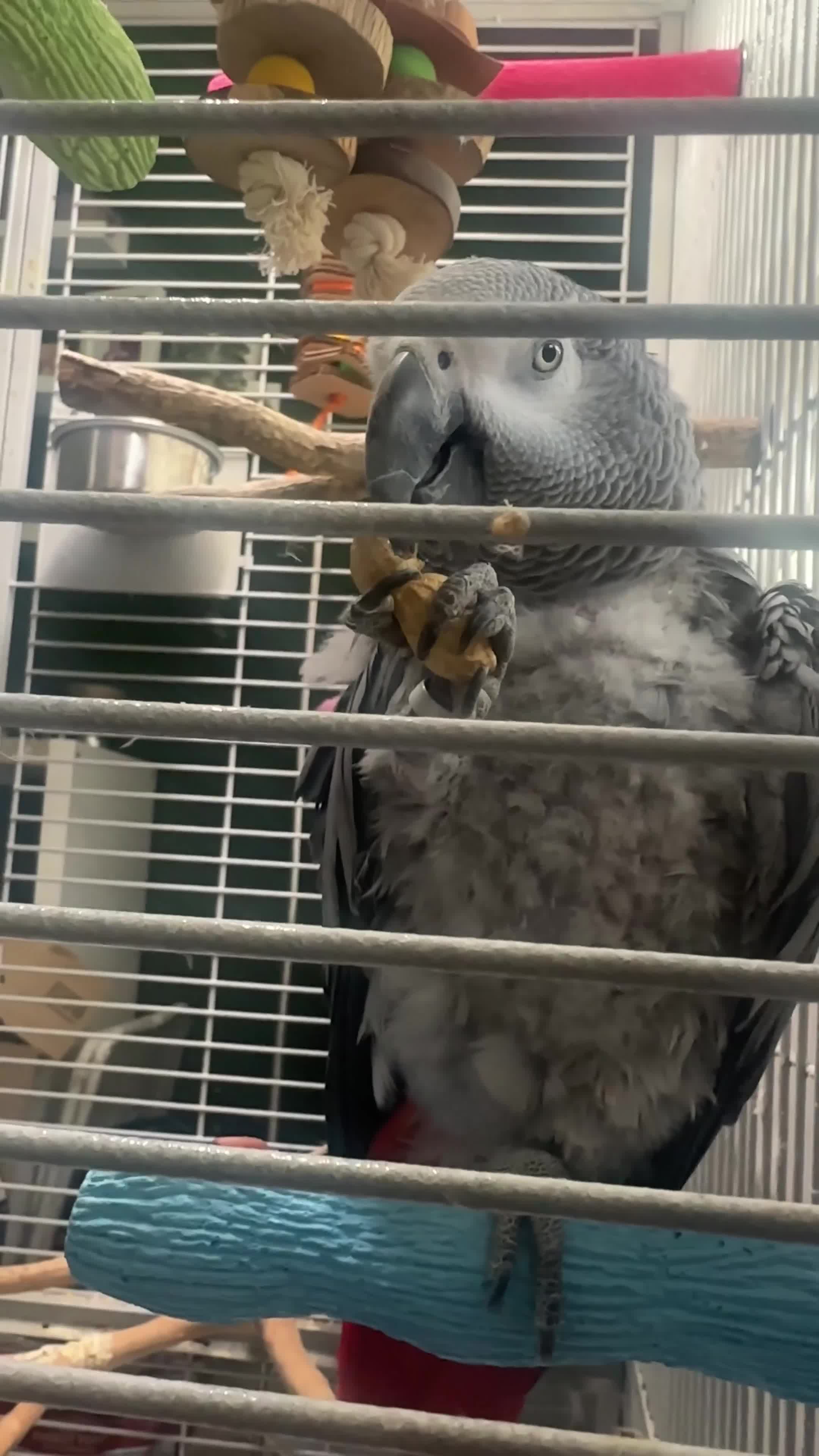 Parrots birds for sale: Female African grey parrot  - Video 1