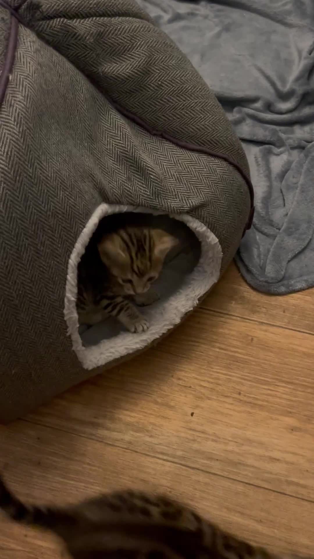 Bengal cats for sale: Beatiful bengal kittens.  - Video 1