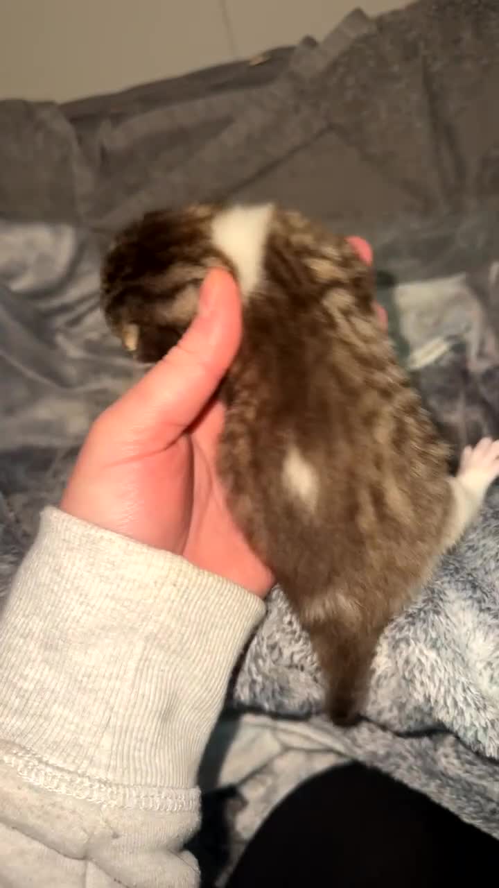 Bengal cats for sale: Female bengal x Russian blue mix kitten for sale  - Video 1