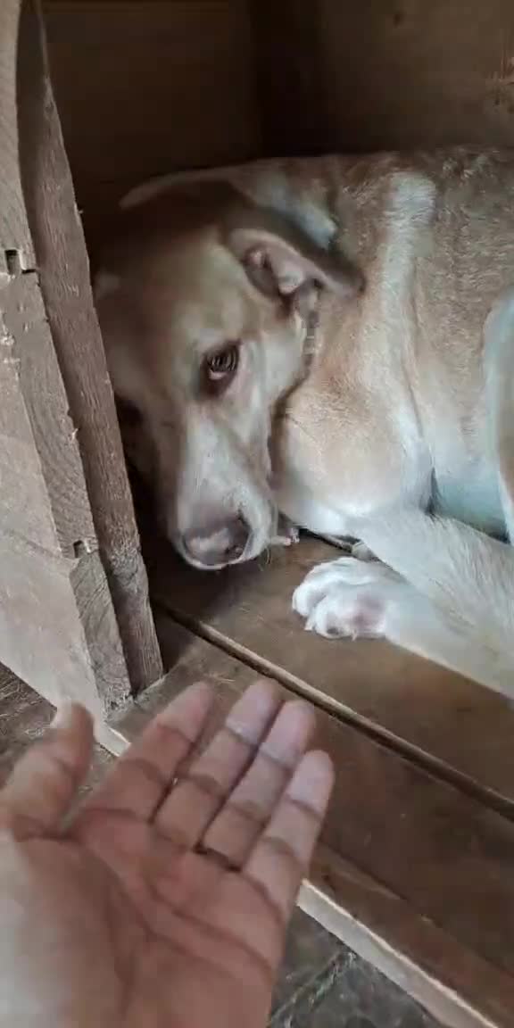 Mixed Breed dogs for adoption: 🐾Luna – a small lab-type girl longing for love ❤️ - Video 1