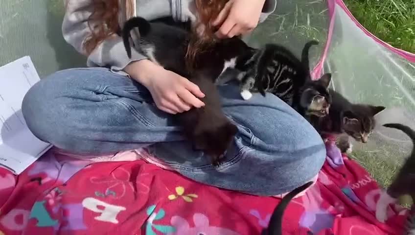 Mixed Breed cats for sale: Mix breed kittens, ip3  - Video 1