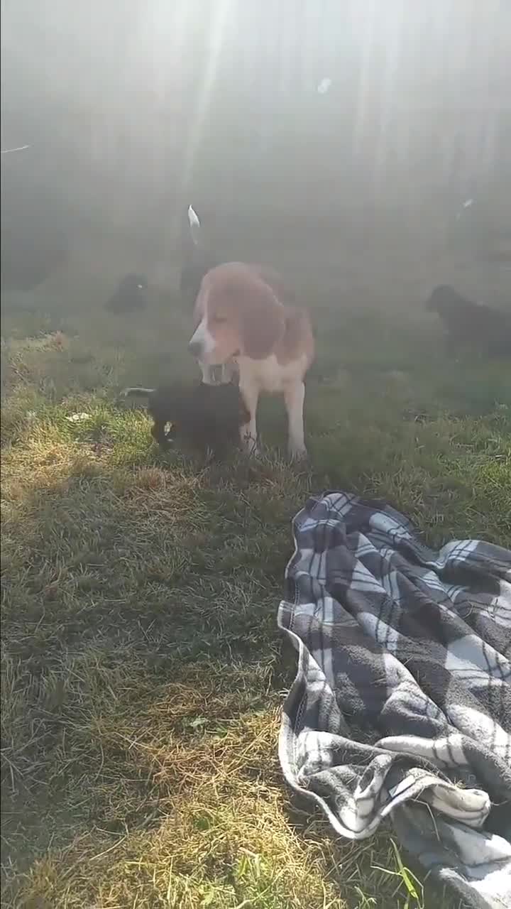 Mixed Breed dogs for sale: Beaglepoo Pups in Caerphilly - Video 1