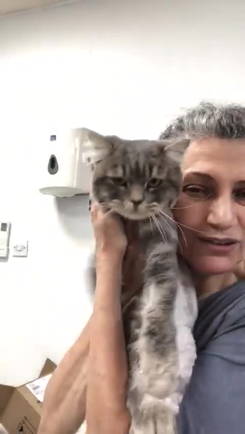 Mixed Breed cats for adoption: SHADOW - MIX PERSIAN  GROOMED NEUTERED - Video 2