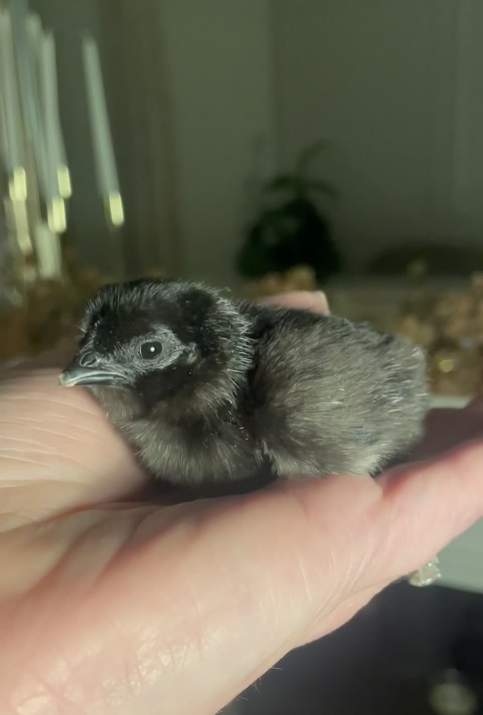 Chickens poultry for sale: Ayam Cemani 🖤 - Video 1