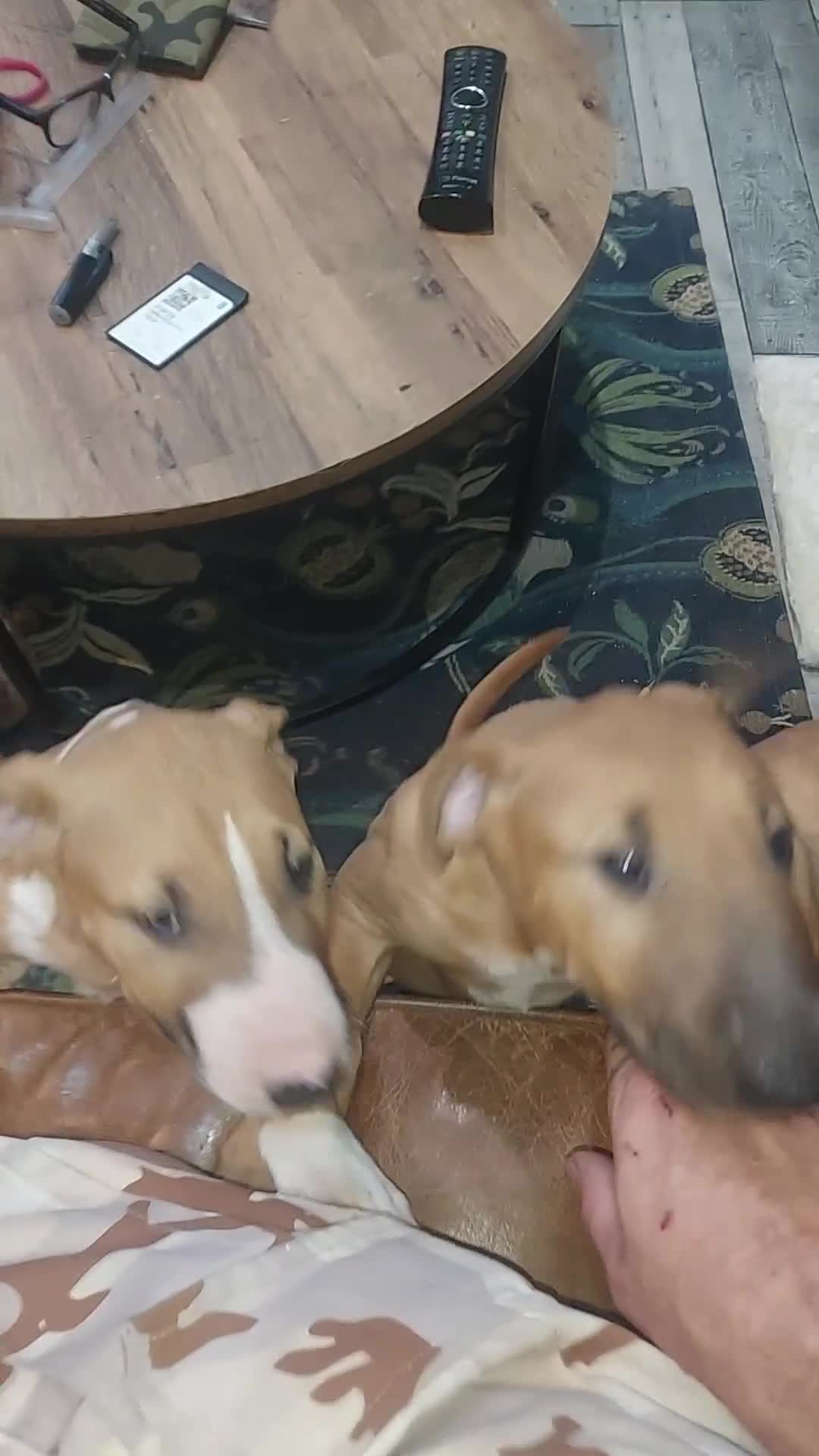English Bull Terrier dogs for stud: Proven Bull Terrier studs - Video 1