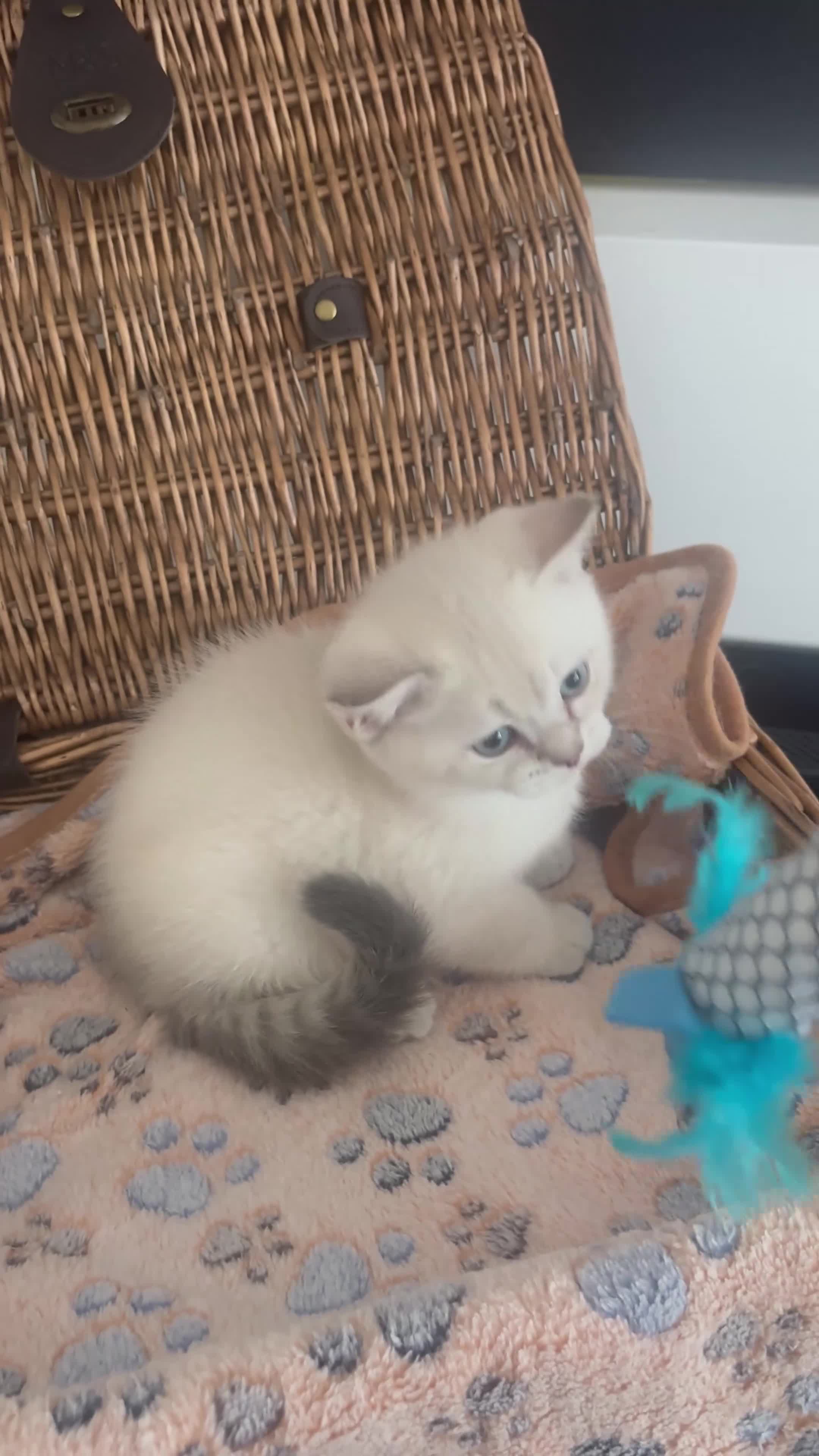 British Shorthair cats for sale: Cuteness overload♥️ British shorthair/chinchillas  - Video 3